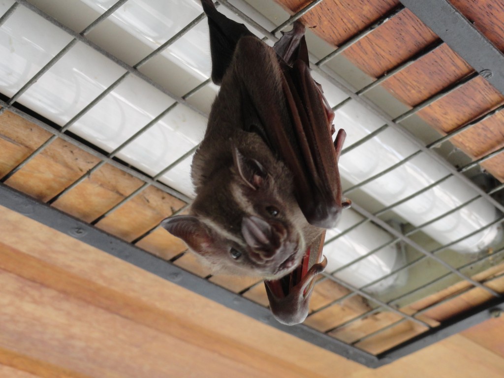 Foto: Murcìelago - Puyo (Pastaza), Ecuador