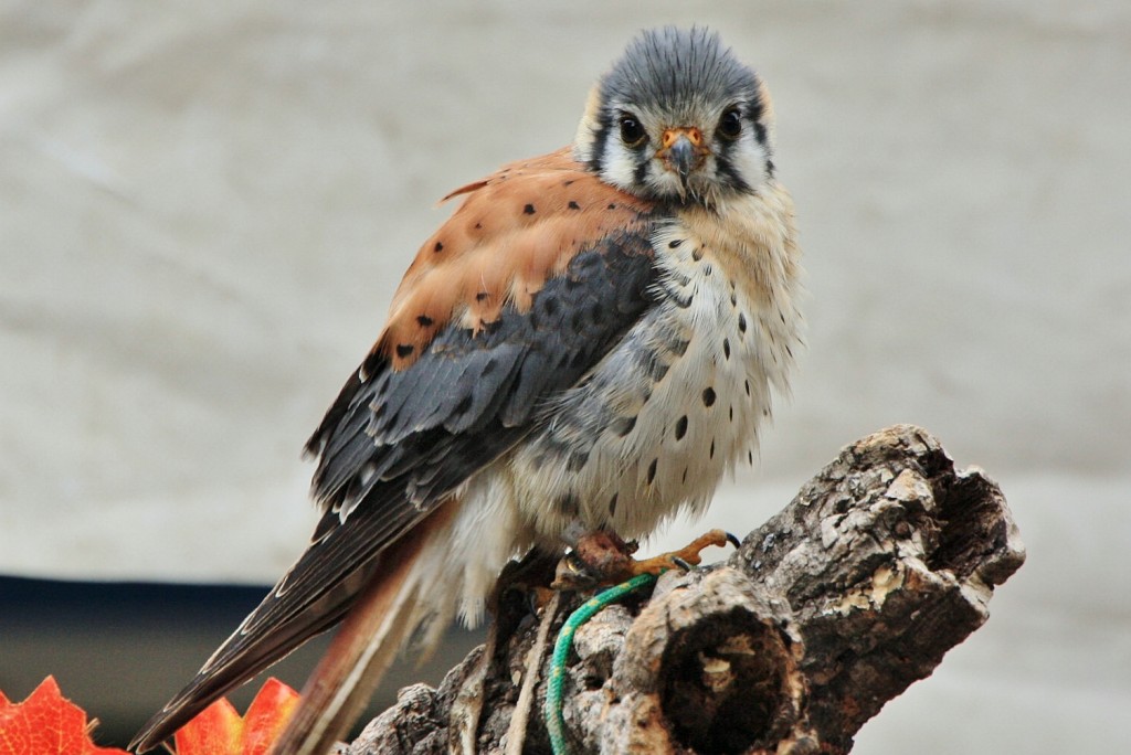 Foto: Mercado medieval - Nájera (La Rioja), España