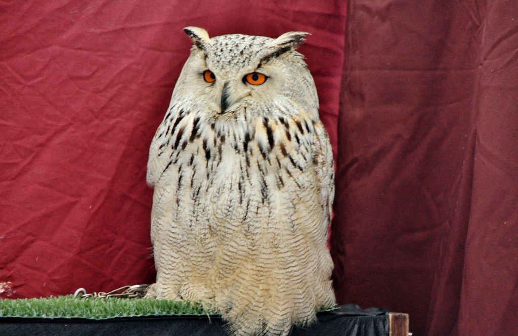 Foto: Mercado medieval - Nájera (La Rioja), España