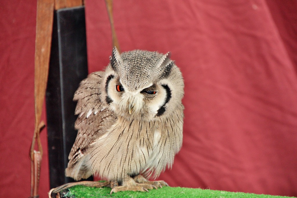 Foto: Mercado medieval - Nájera (La Rioja), España
