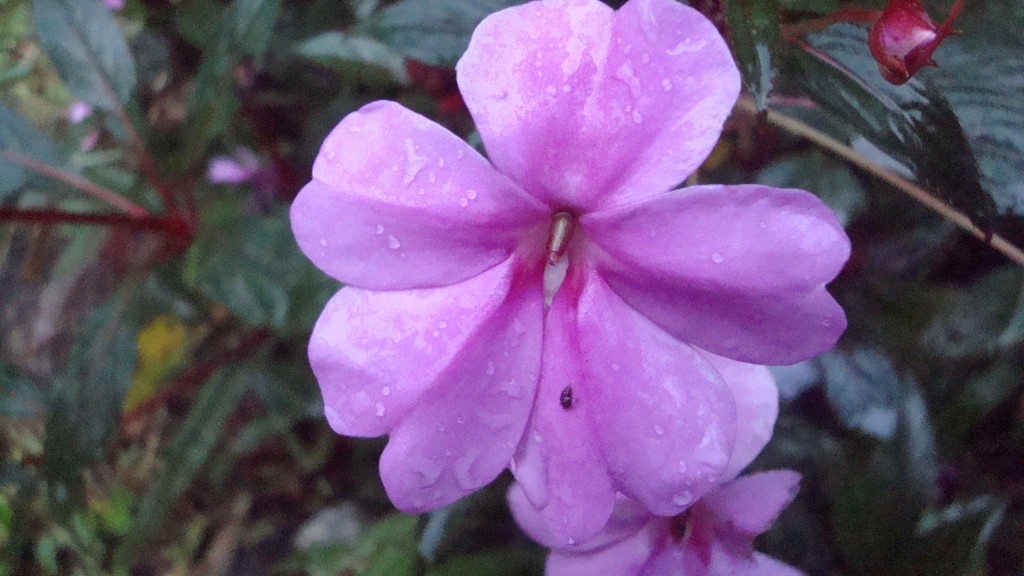 Foto: Flor - Puyo (Pastaza), Ecuador