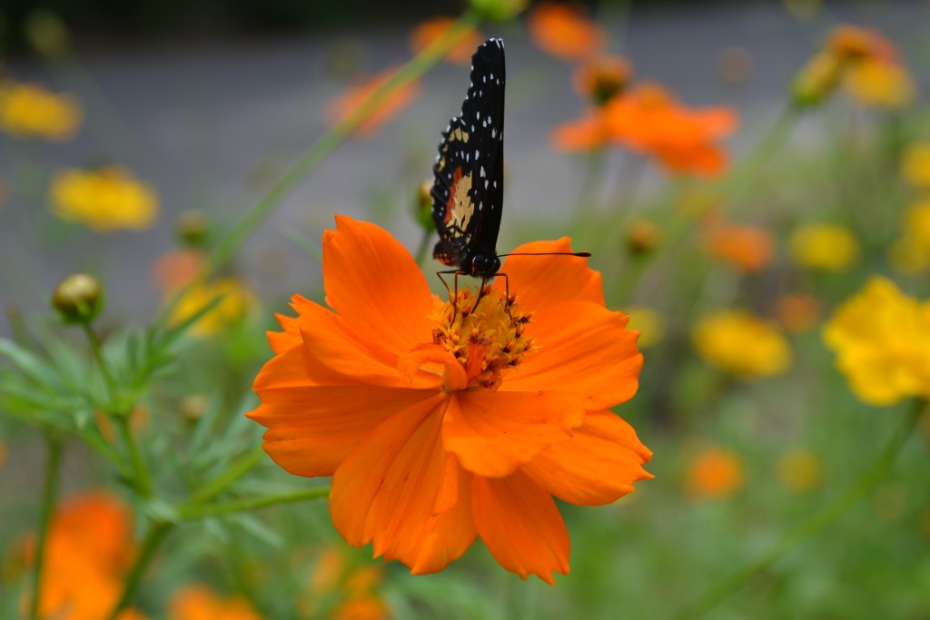 Foto: The Butterfly Farm - La Guácima (Alajuela), Costa Rica
