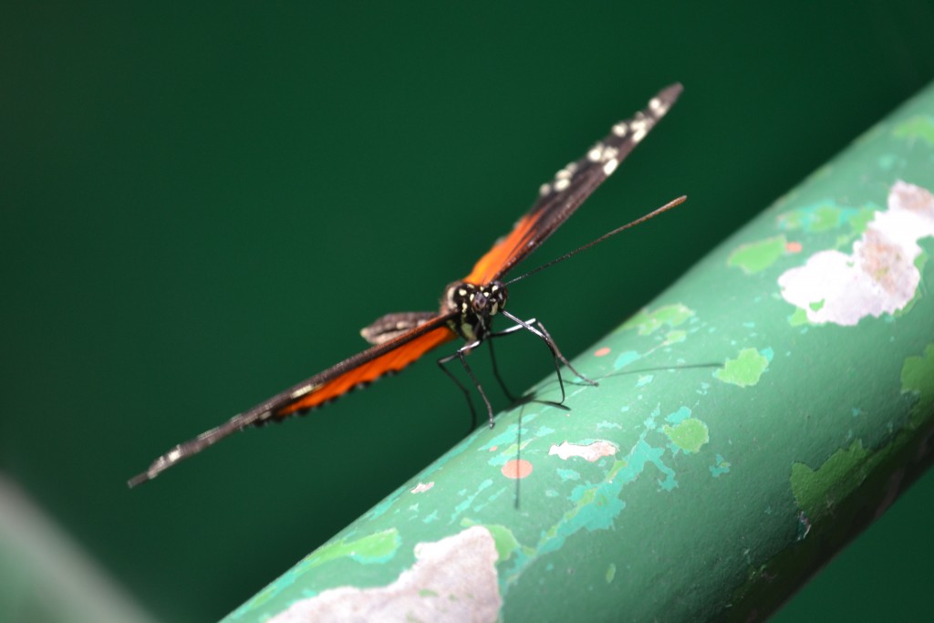 Foto de La Guácima (Alajuela), Costa Rica