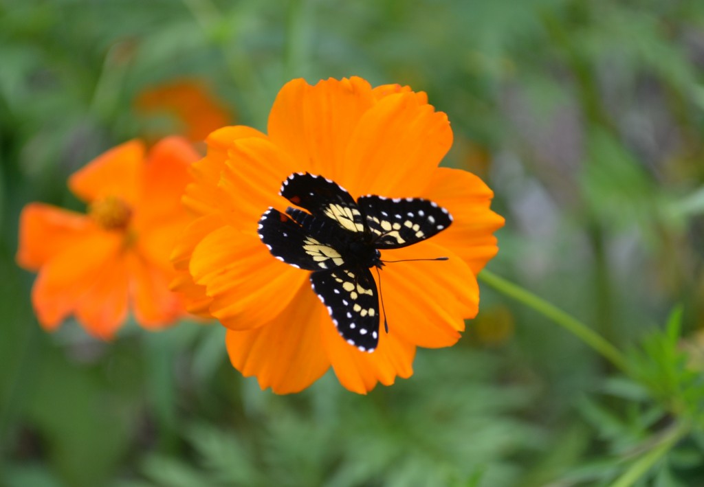 Foto: The Butterfly Farm - La Guácima (Alajuela), Costa Rica