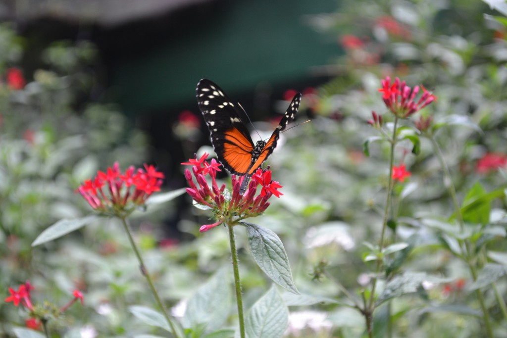 Foto: The Butterfly Farm - La Guácima (Alajuela), Costa Rica