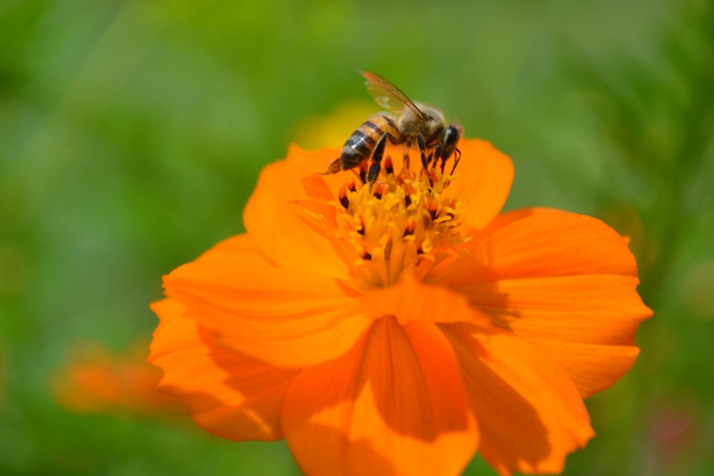 Foto: The Butterfly Farm - La Guácima (Alajuela), Costa Rica