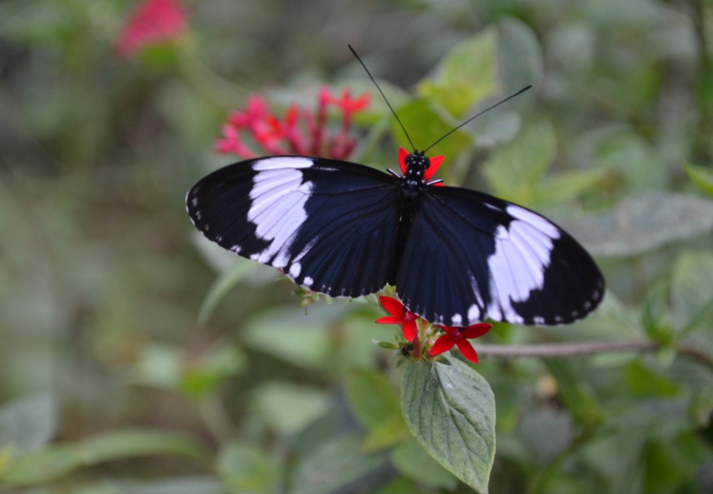 Foto: The Butterfly Farm - La Guácima (Alajuela), Costa Rica