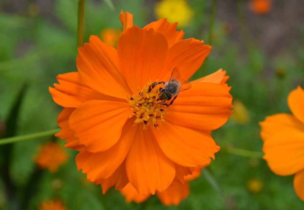 Foto: The Butterfly Farm - La Guácima (Alajuela), Costa Rica