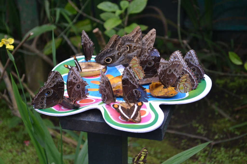 Foto: The Butterfly Farm - La Guácima (Alajuela), Costa Rica