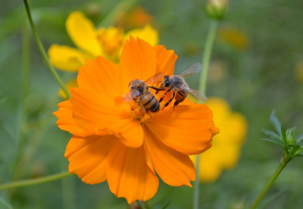 Foto: The Butterfly Farm - La Guácima (Alajuela), Costa Rica