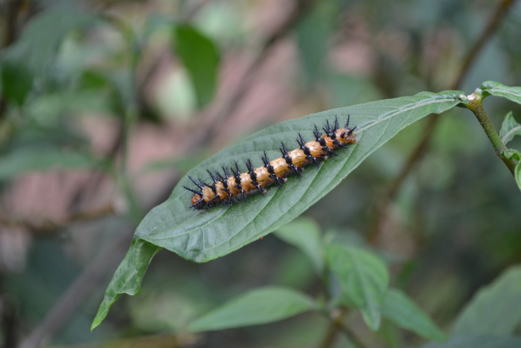 Foto: The Butterfly Farm - La Guácima (Alajuela), Costa Rica