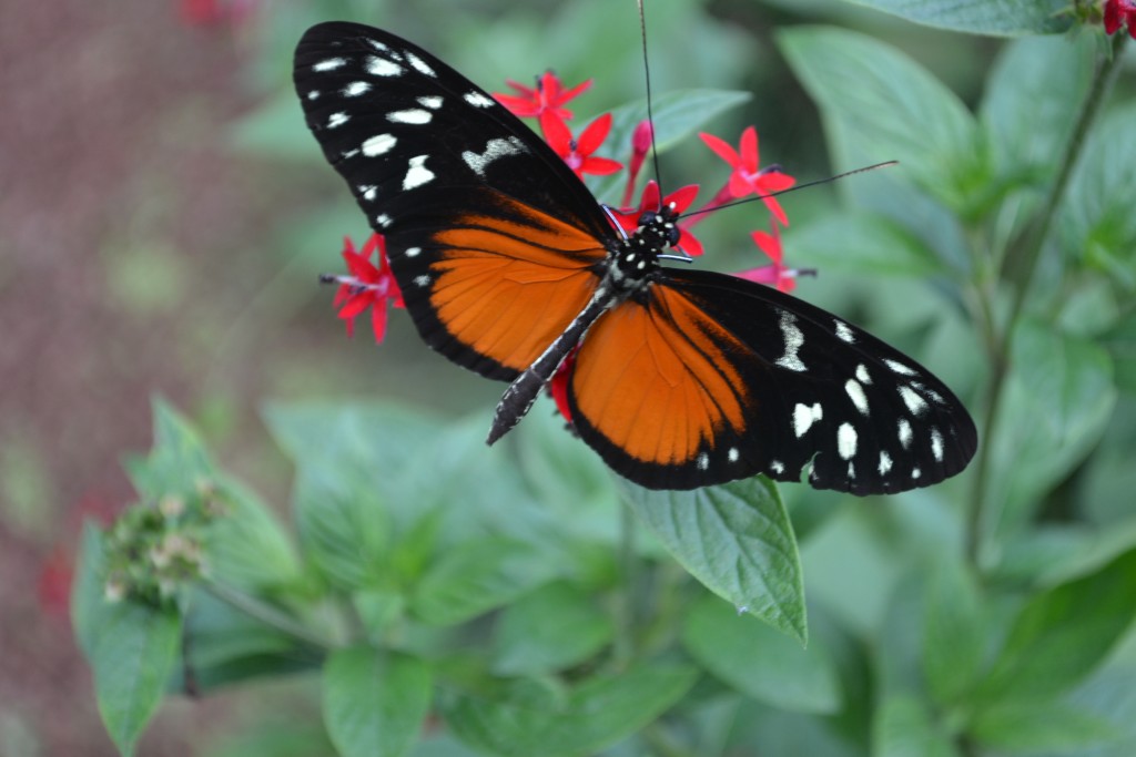 Foto: The Butterfly Farm - La Guácima (Alajuela), Costa Rica
