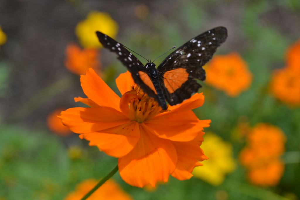 Foto: The Butterfly Farm - La Guácima (Alajuela), Costa Rica
