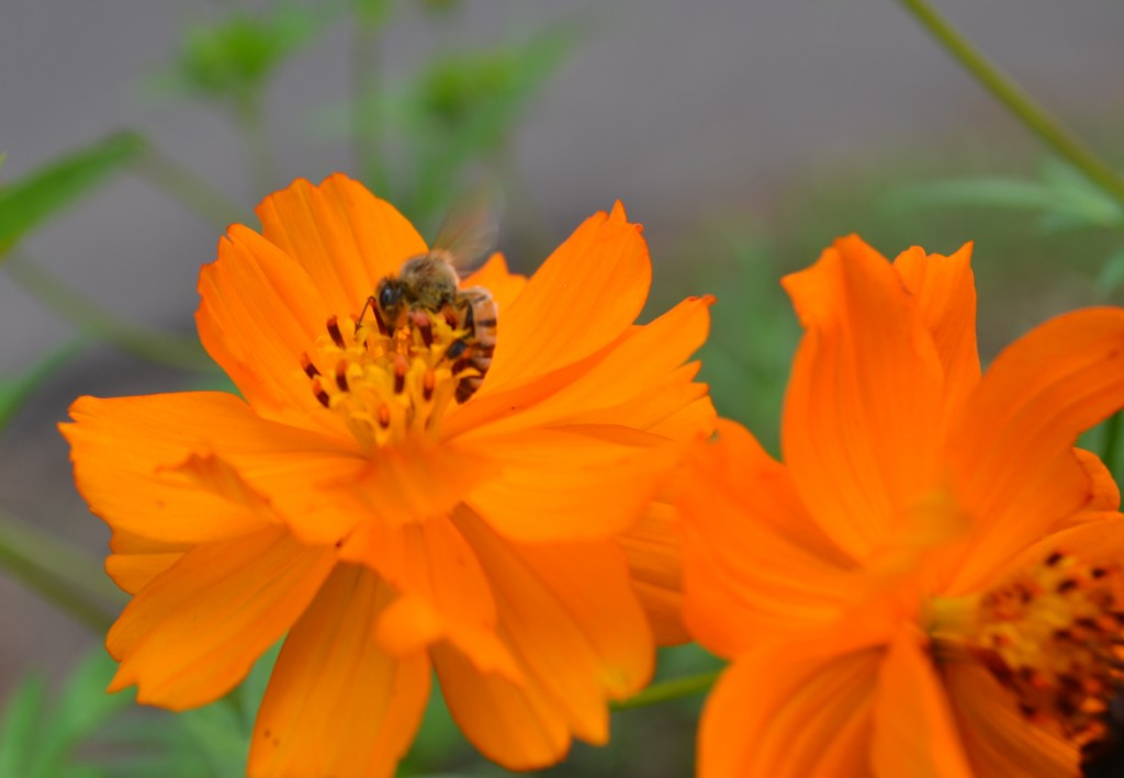 Foto: The Butterfly Farm - La Guácima (Alajuela), Costa Rica