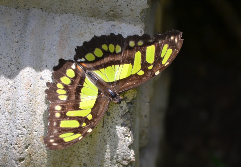 Foto: The Butterfly Farm - La Guácima (Alajuela), Costa Rica