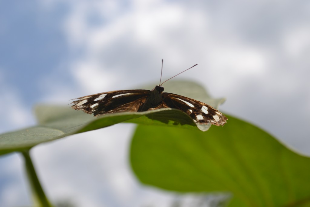 Foto: The Butterfly Farm - La Guácima (Alajuela), Costa Rica