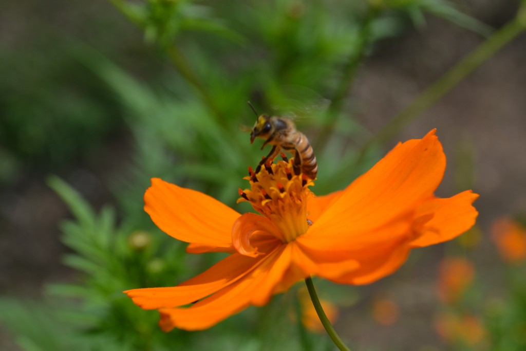 Foto: The Butterfly Farm - La Guácima (Alajuela), Costa Rica
