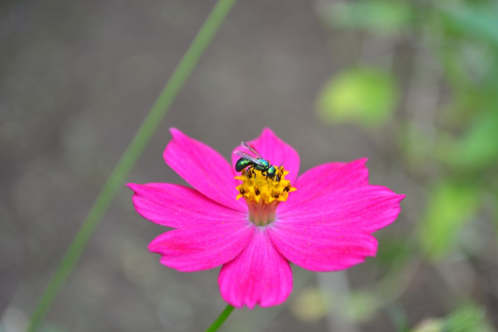 Foto: The Butterfly Farm - La Guácima (Alajuela), Costa Rica