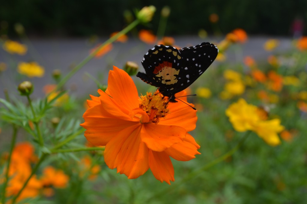 Foto: The Butterfly Farm - La Guácima (Alajuela), Costa Rica