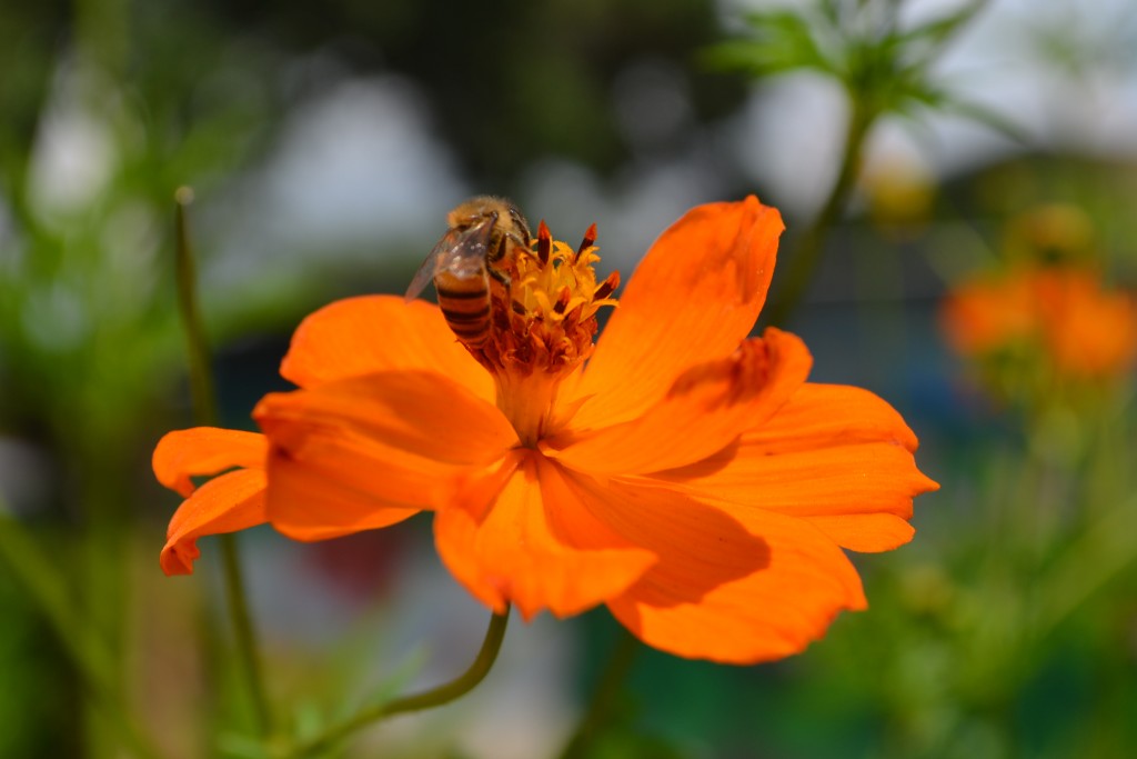 Foto: The Butterfly Farm - La Guácima (Alajuela), Costa Rica