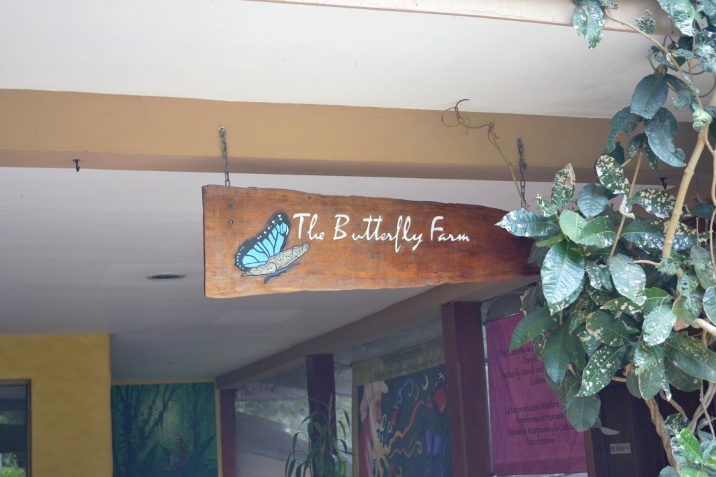 Foto: The Butterfly Farm - La Guácima (Alajuela), Costa Rica