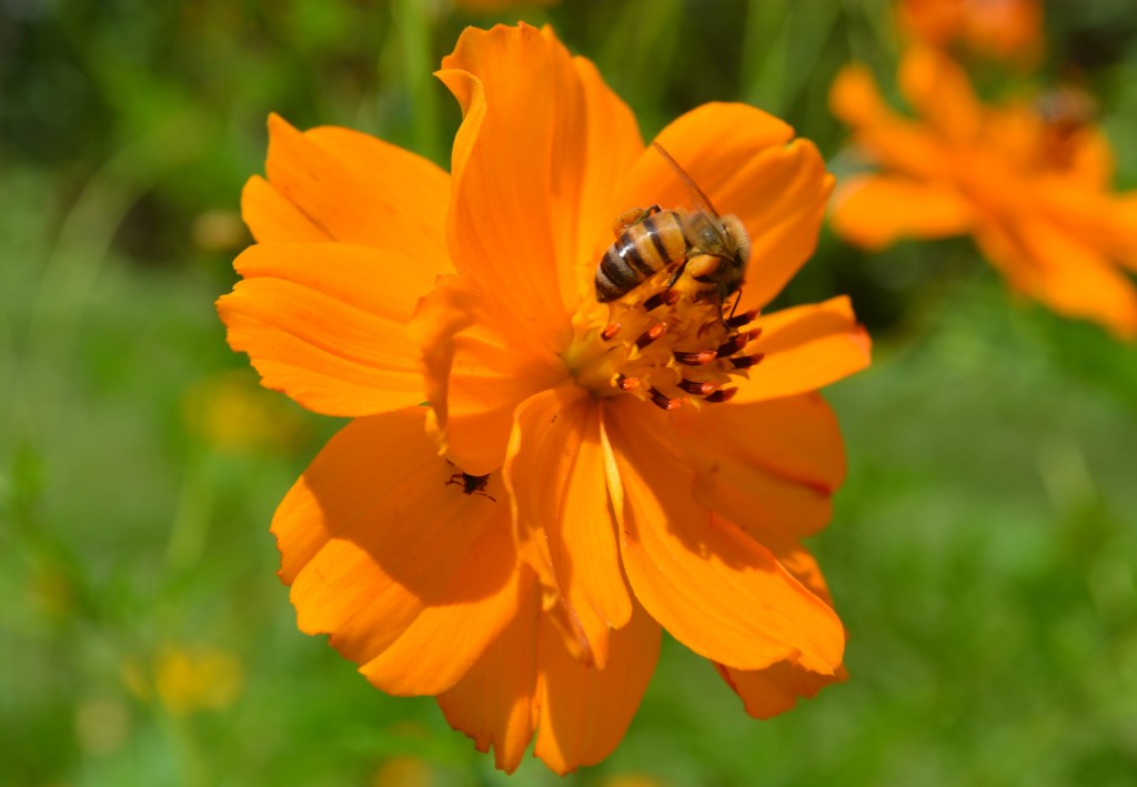 Foto: The Butterfly Farm - La Guácima (Alajuela), Costa Rica