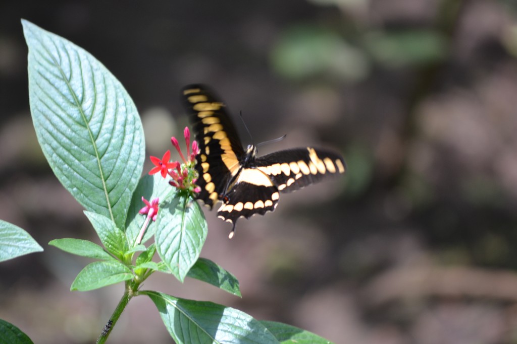 Foto: The Butterfly Farm - La Guácima (Alajuela), Costa Rica