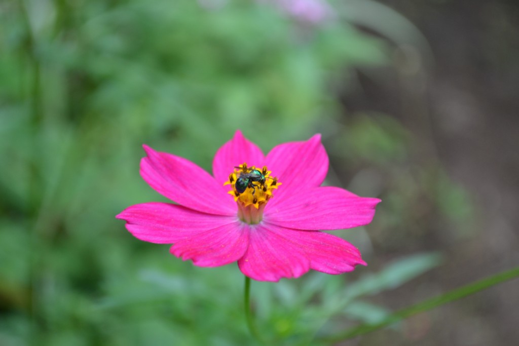 Foto: The Butterfly Farm - La Guácima (Alajuela), Costa Rica