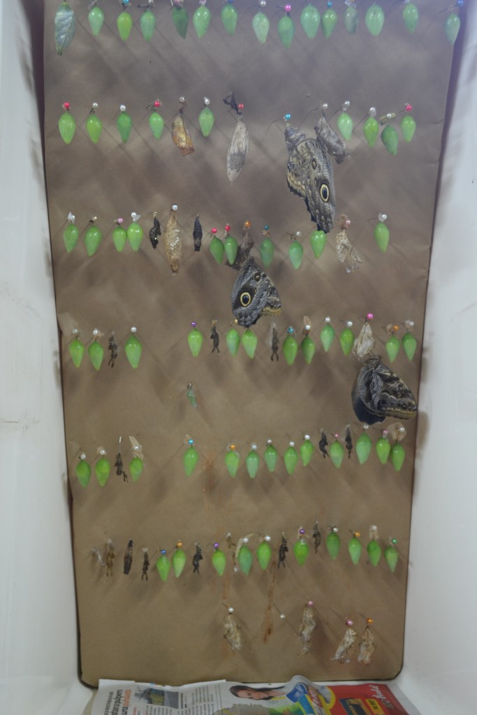 Foto: The Butterfly Farm - La Guácima (Alajuela), Costa Rica