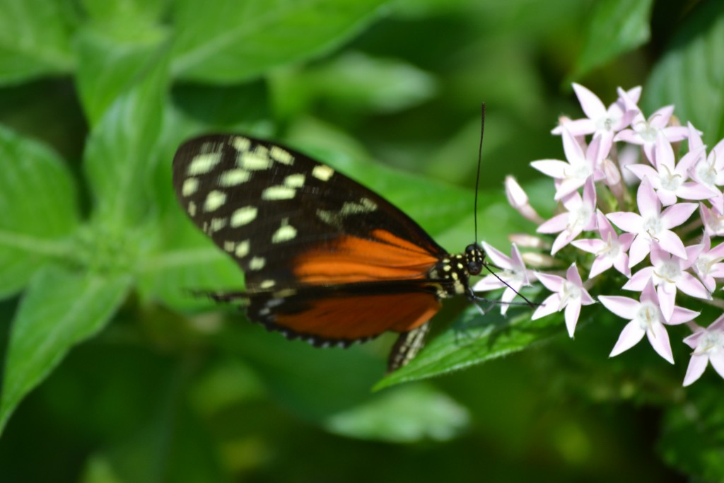 Foto: The Butterfly Farm - La Guácima (Alajuela), Costa Rica