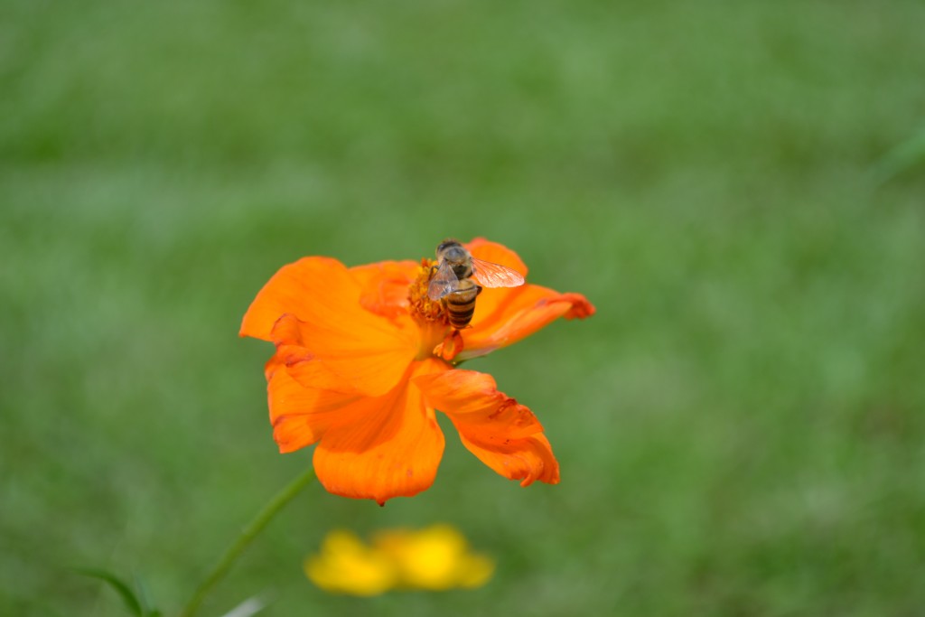 Foto: The Butterfly Farm - La Guácima (Alajuela), Costa Rica