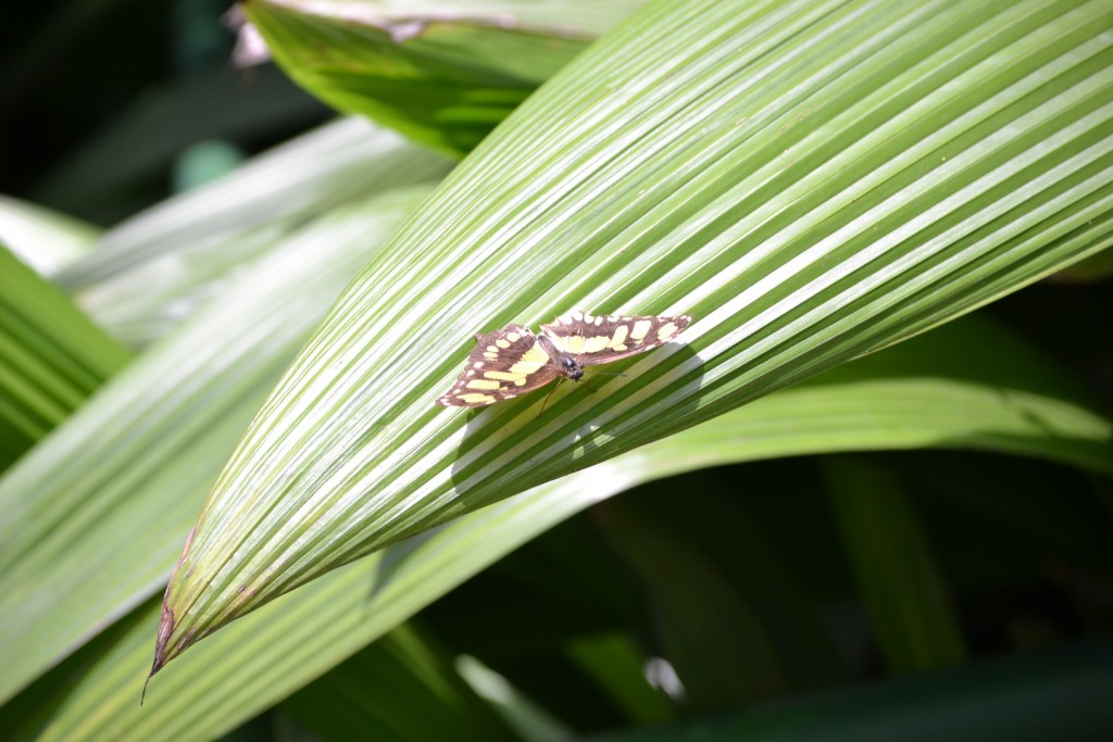 Foto: The Butterfly Farm - La Guácima (Alajuela), Costa Rica