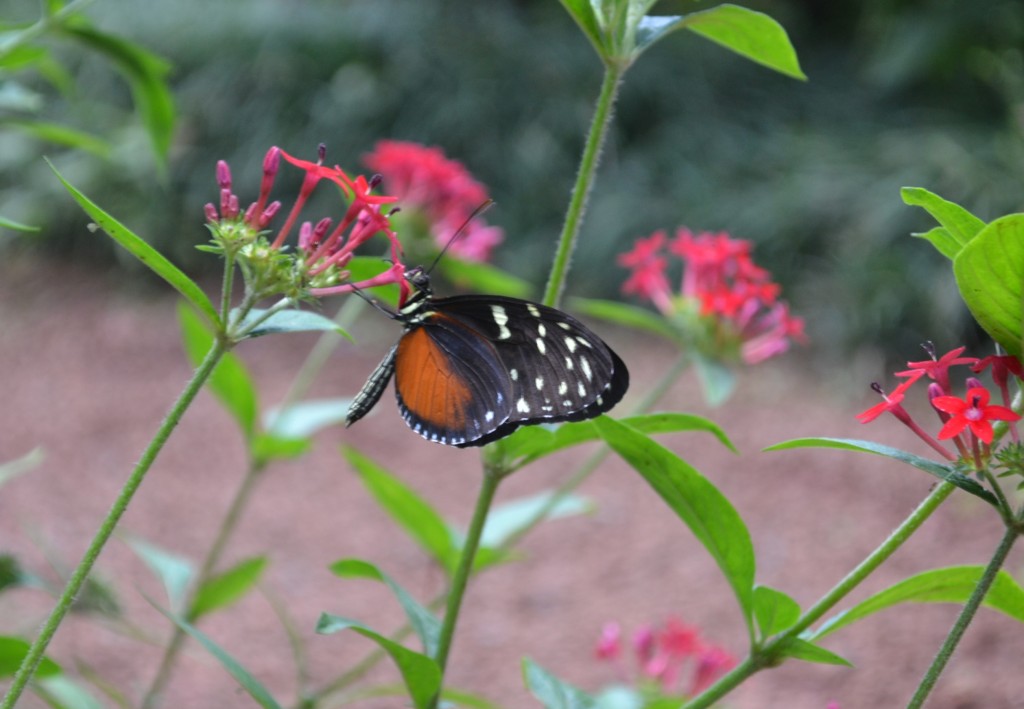 Foto: The Butterfly Farm - La Guácima (Alajuela), Costa Rica