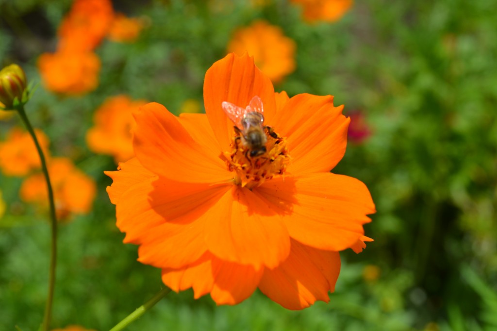 Foto: The Butterfly Farm - La Guácima (Alajuela), Costa Rica