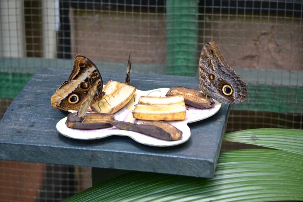 Foto: The Butterfly Farm - La Guácima (Alajuela), Costa Rica