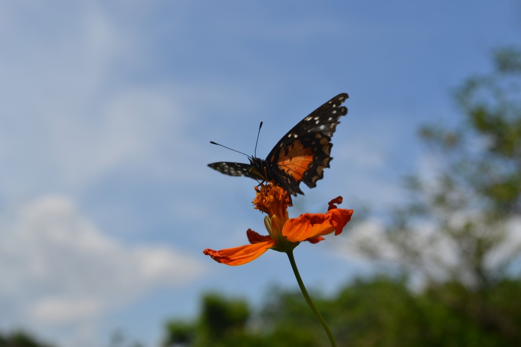 Foto: The Butterfly Farm - La Guácima (Alajuela), Costa Rica