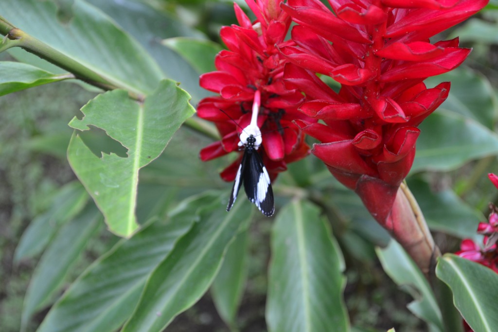 Foto: The Butterfly Farm - La Guácima (Alajuela), Costa Rica