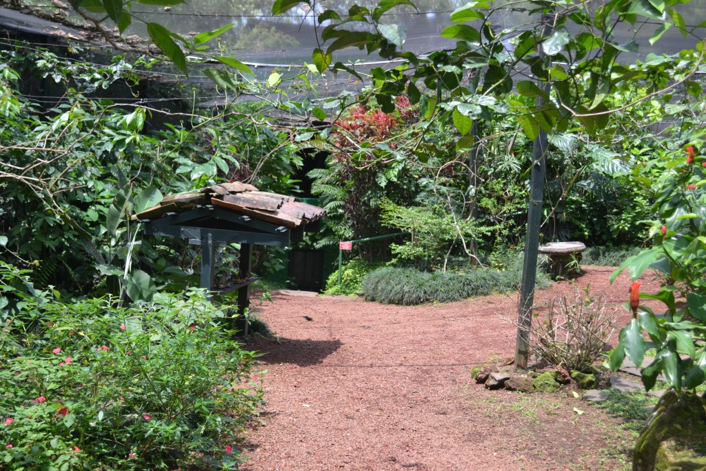 Foto: The Butterfly Farm - La Guácima (Alajuela), Costa Rica