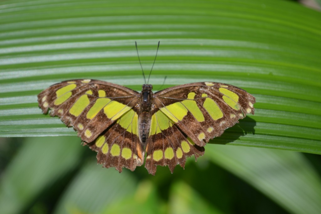 Foto: The Butterfly Farm - La Guácima (Alajuela), Costa Rica