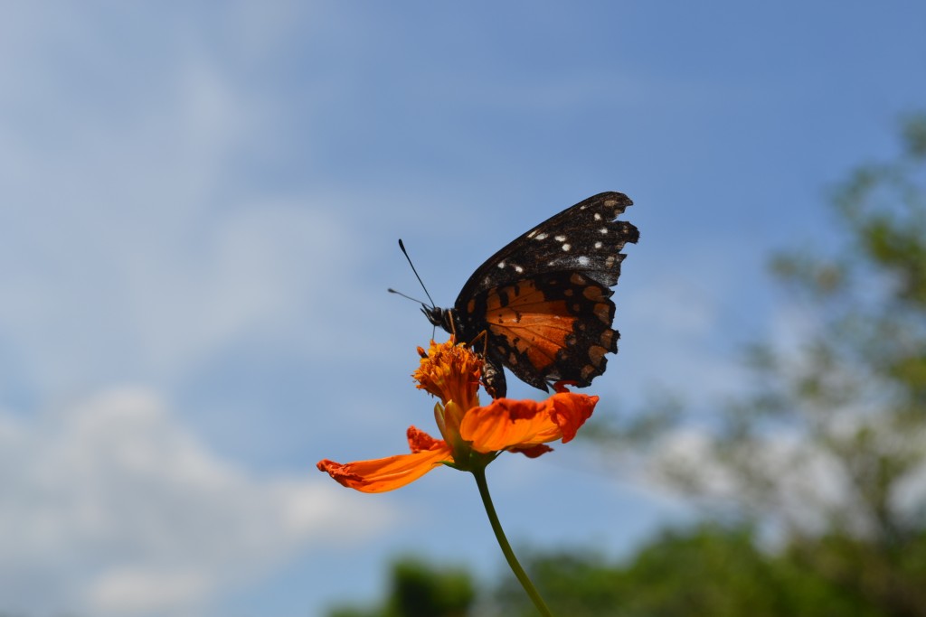 Foto: The Butterfly Farm - La Guácima (Alajuela), Costa Rica