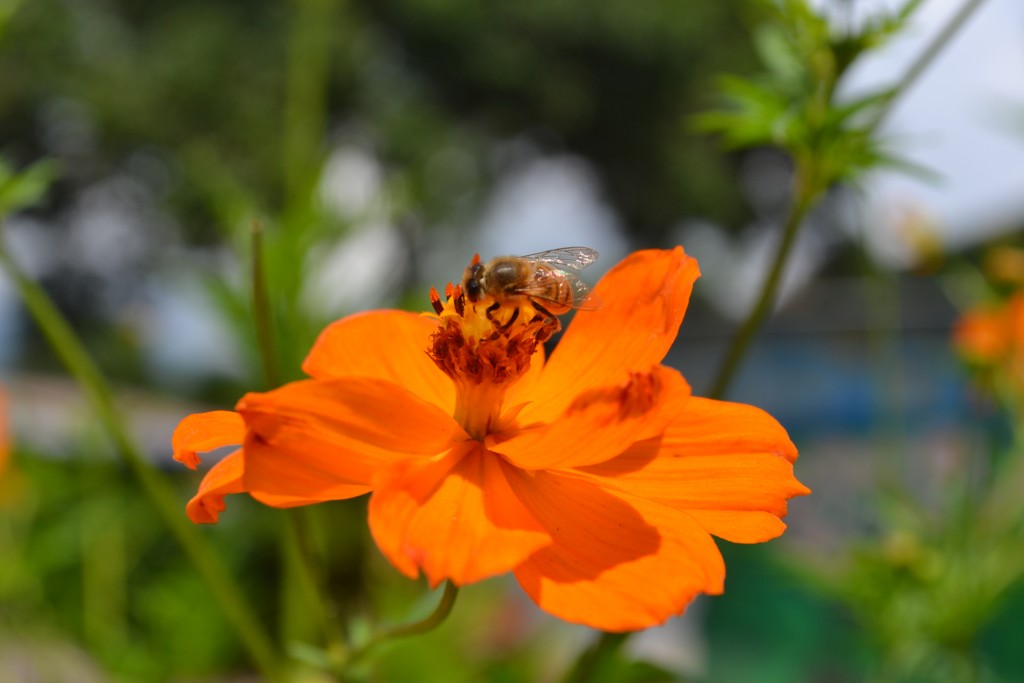 Foto: The Butterfly Farm - La Guácima (Alajuela), Costa Rica