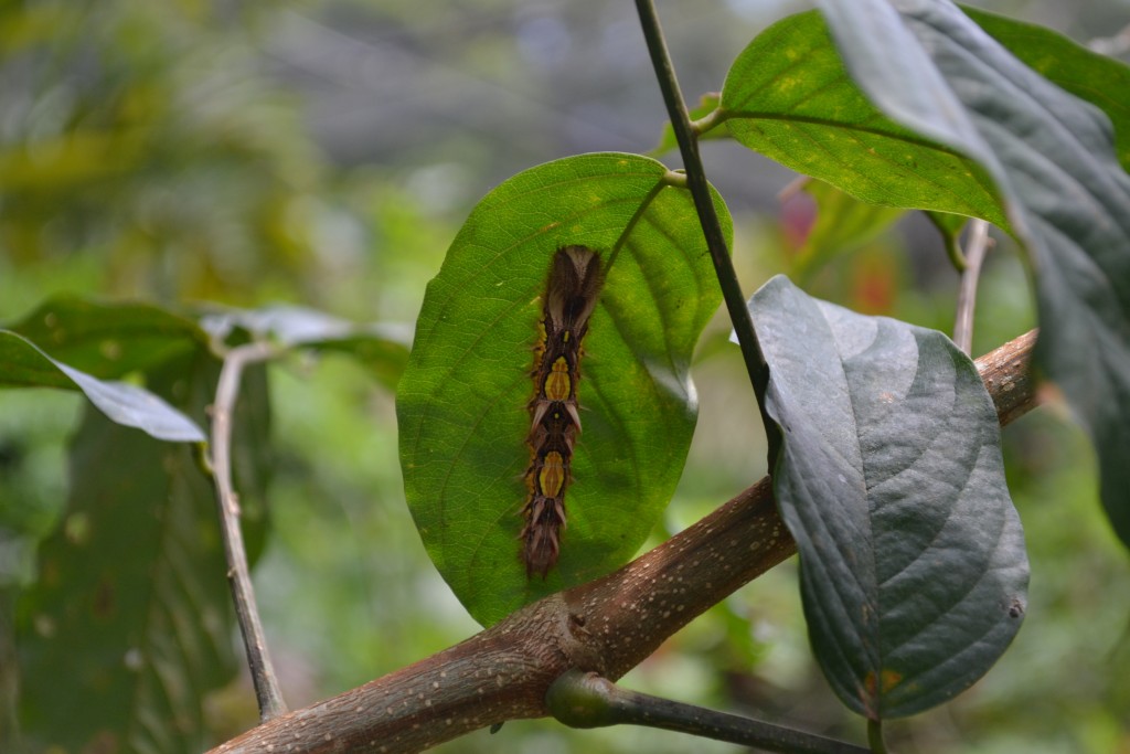 Foto: The Butterfly Farm - La Guácima (Alajuela), Costa Rica