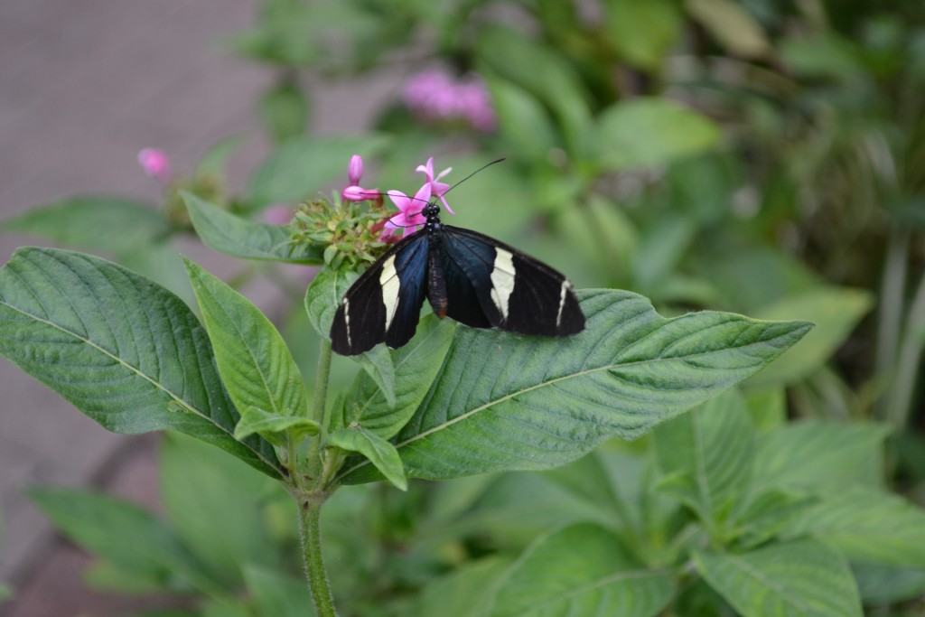 Foto: The Butterfly Farm - La Guácima (Alajuela), Costa Rica
