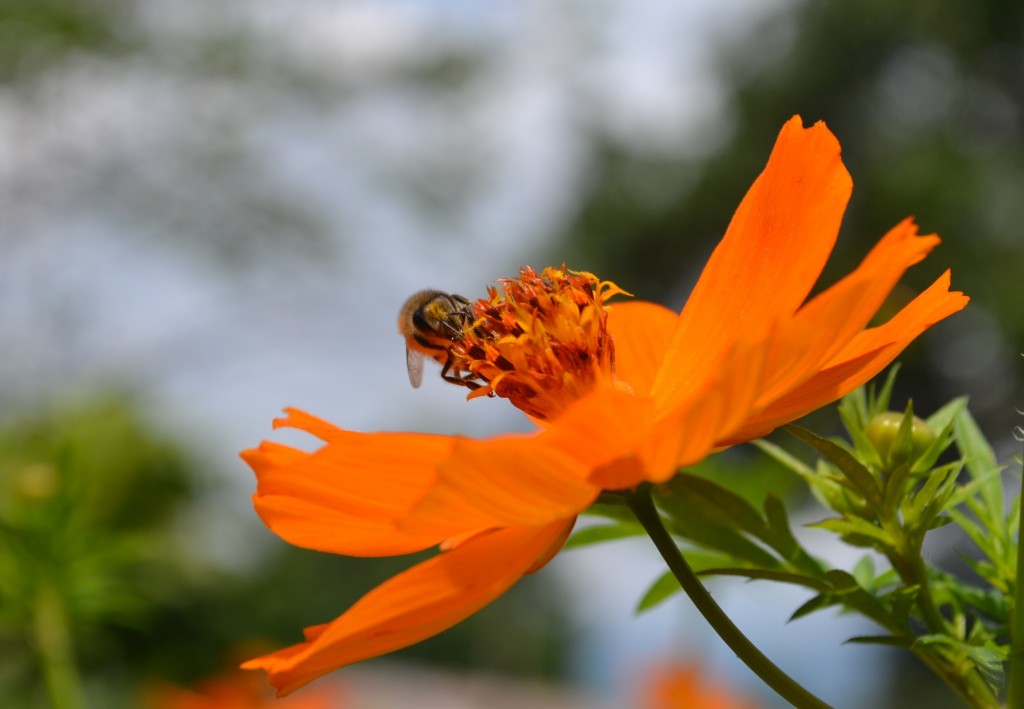 Foto: The Butterfly Farm - La Guácima (Alajuela), Costa Rica