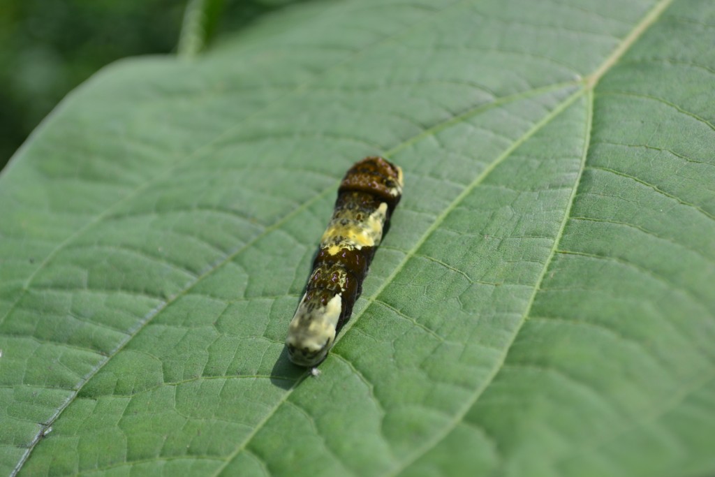 Foto: The Butterfly Farm - La Guácima (Alajuela), Costa Rica