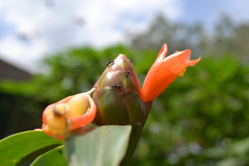 Foto: The Butterfly Farm - La Guácima (Alajuela), Costa Rica