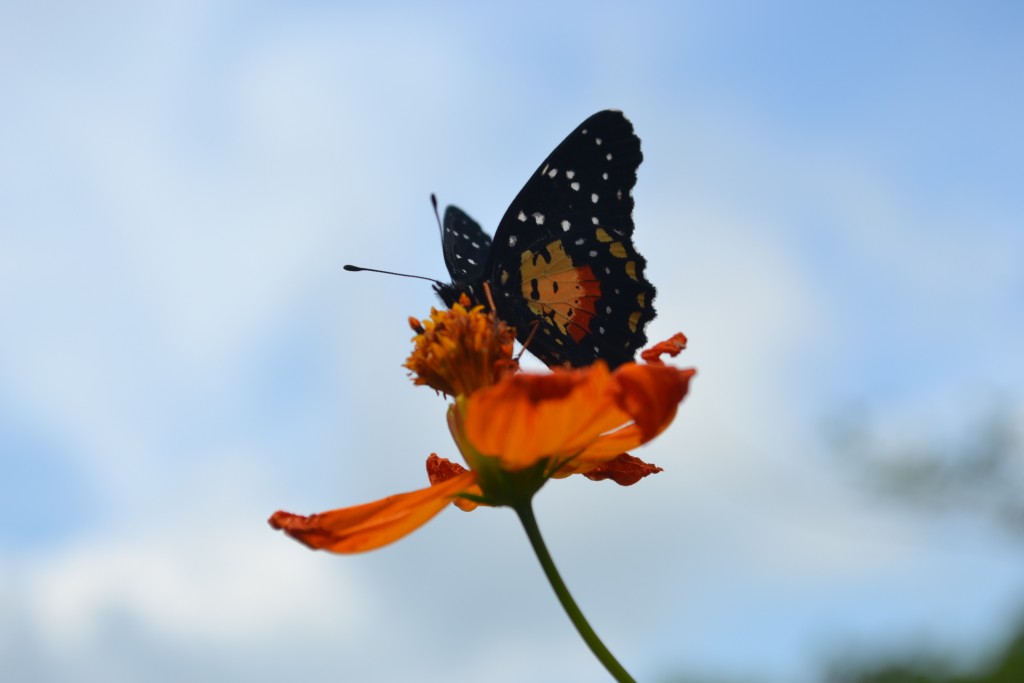 Foto: The Butterfly Farm - La Guácima (Alajuela), Costa Rica