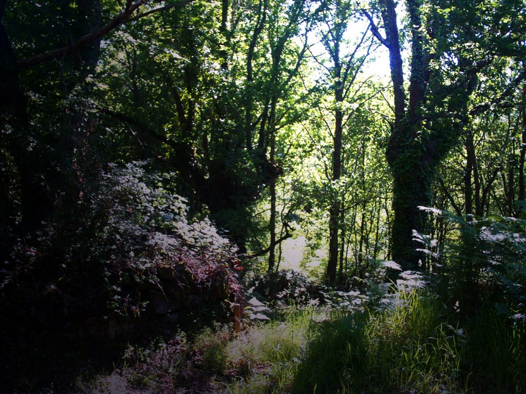 Foto: CAMINO AL HORNO - Santa Mariña De Las Aguas Santas (Ourense), España