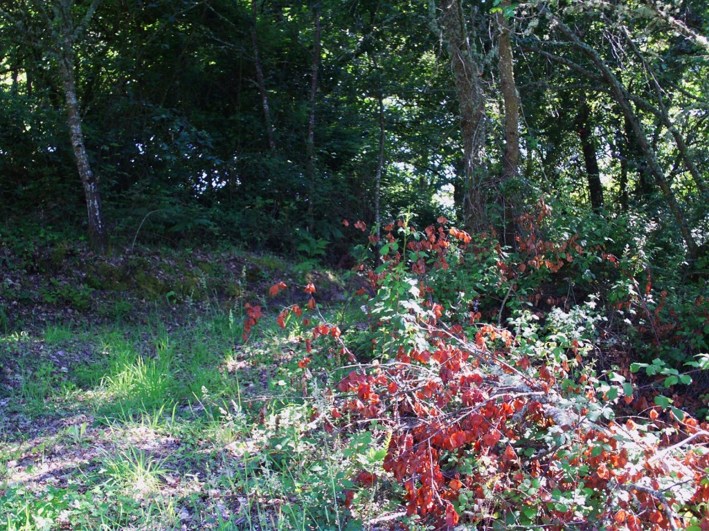 Foto: Camino Al Horno - Santa Mariña De Las Aguas Santas (Ourense), España