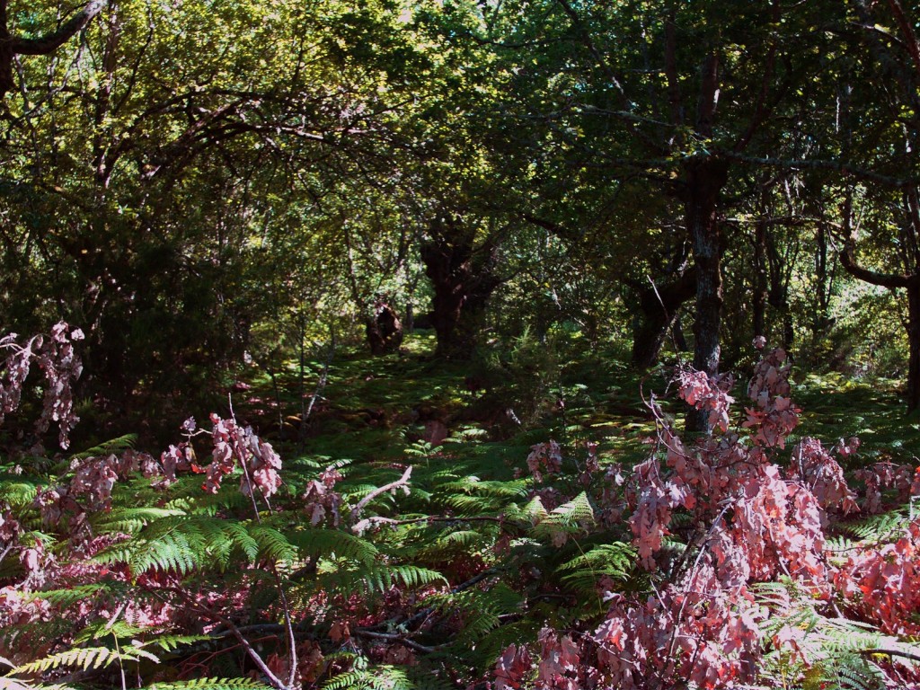 Foto: Camino Al Horno - Santa Mariña De Las Aguas Santas (Ourense), España